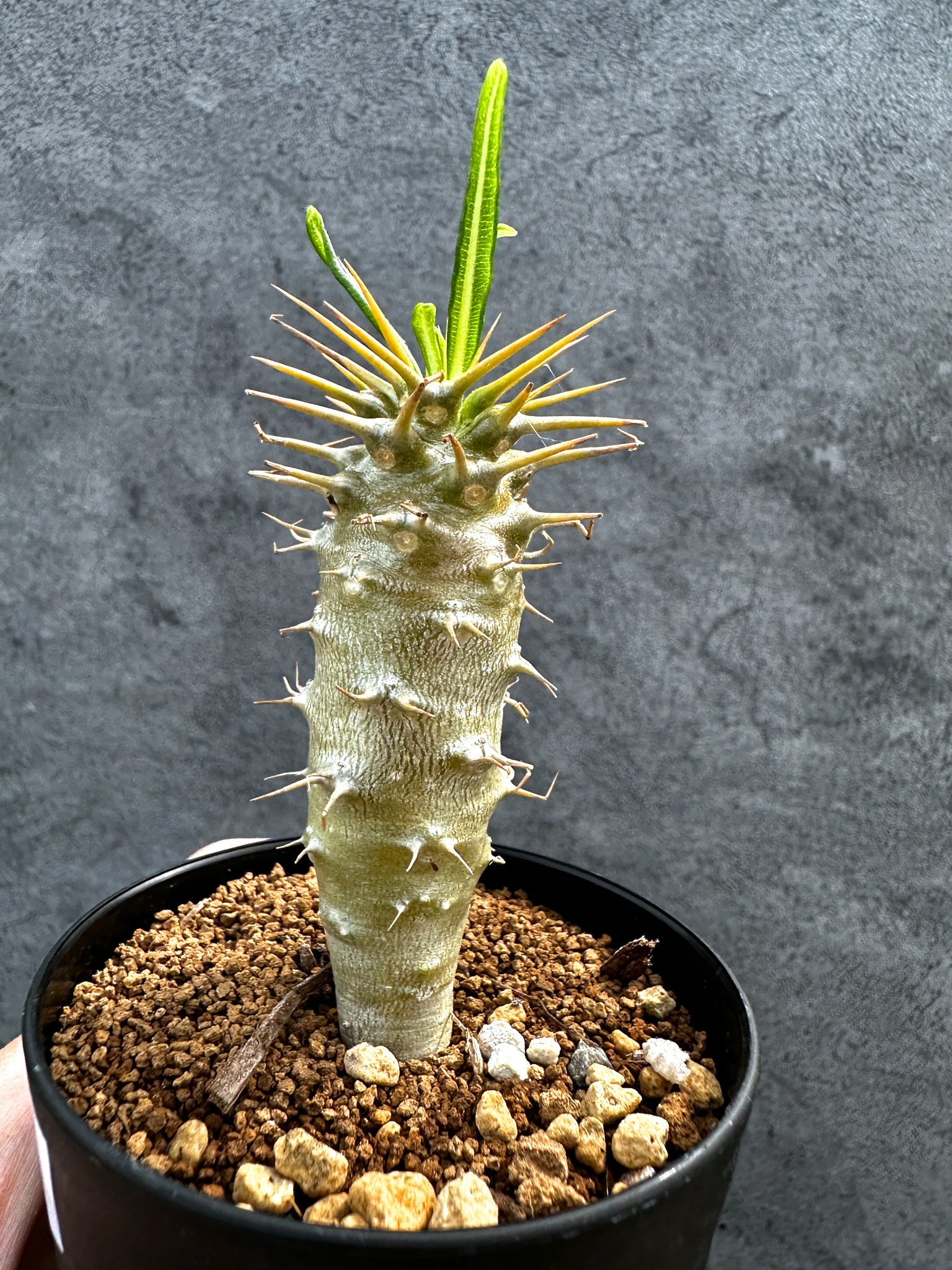 パキポディウム・アンボンゲンセ 実生【D43】 Pachypodium ambongense