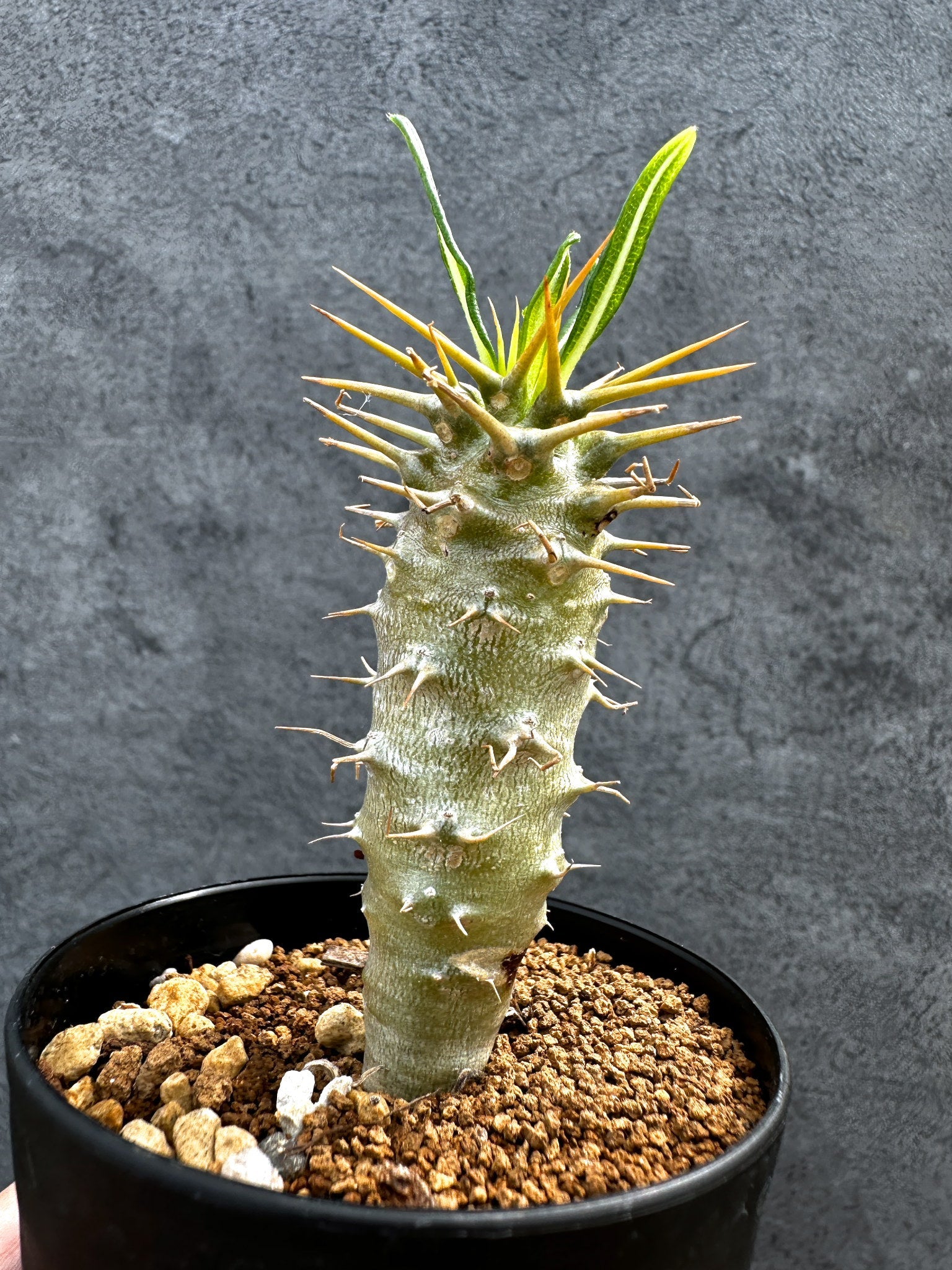 パキポディウム・アンボンゲンセ 実生【D43】 Pachypodium ambongense