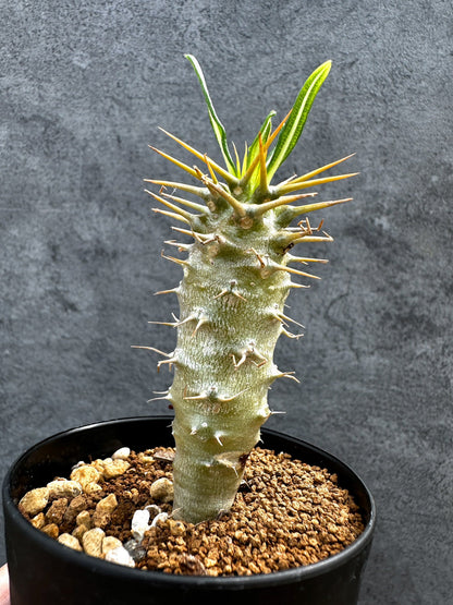 【現品限り】パキポディウム・アンボンゲンセ 実生【D43】 Pachypodium ambongense