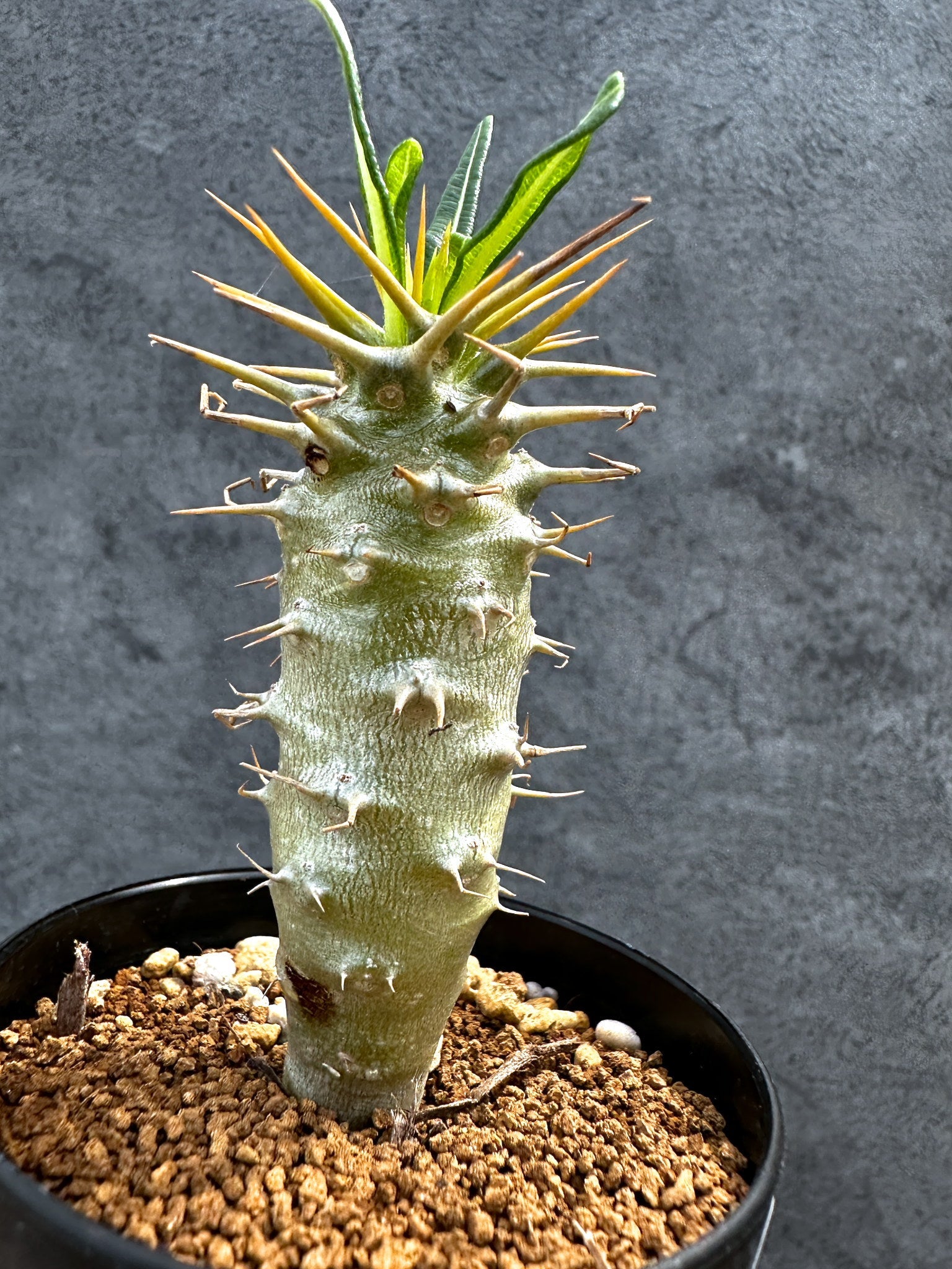 パキポディウム・アンボンゲンセ 実生【D43】 Pachypodium ambongense