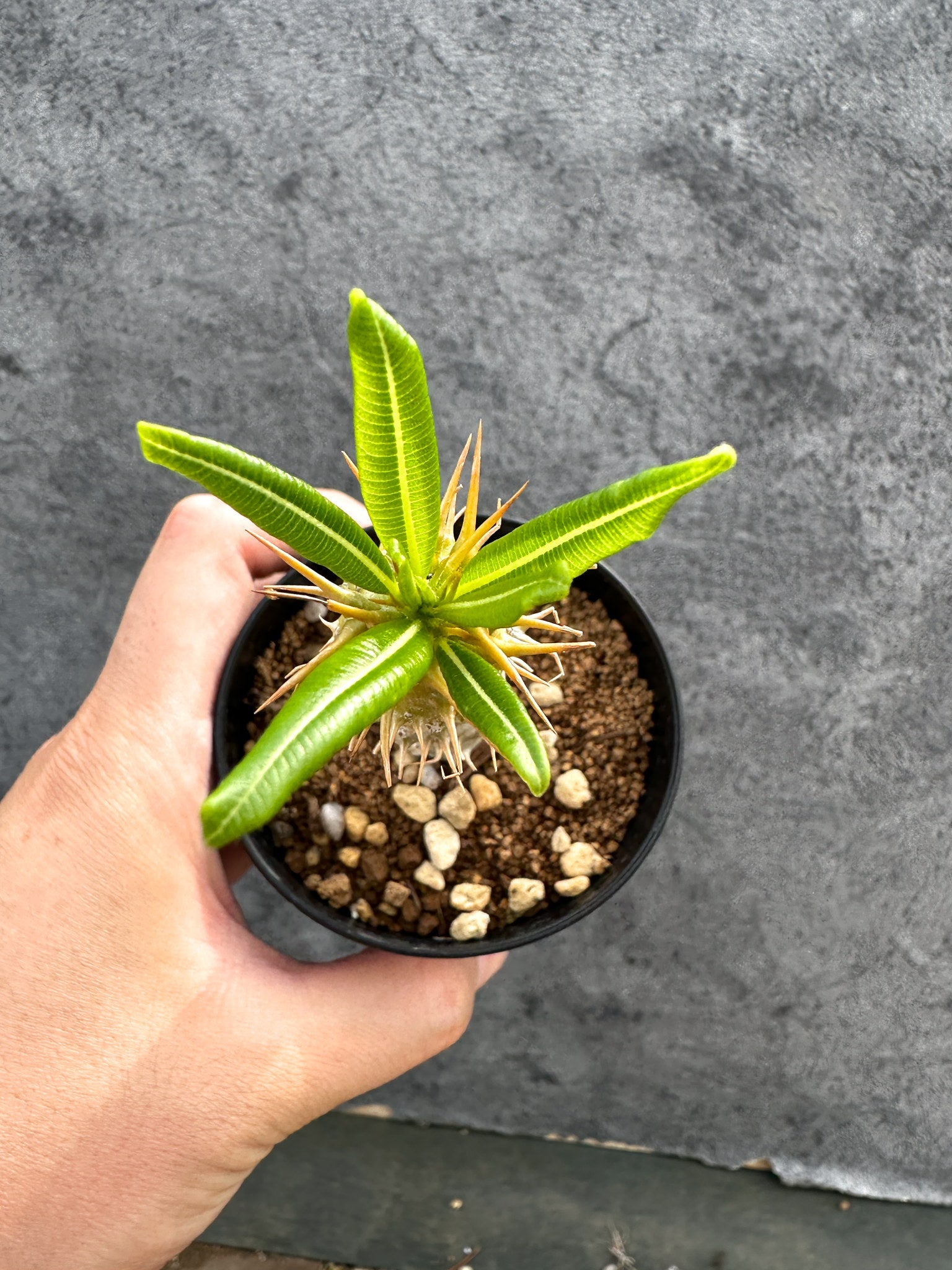 パキポディウム・アンボンゲンセ 実生【D44】 Pachypodium ambongense