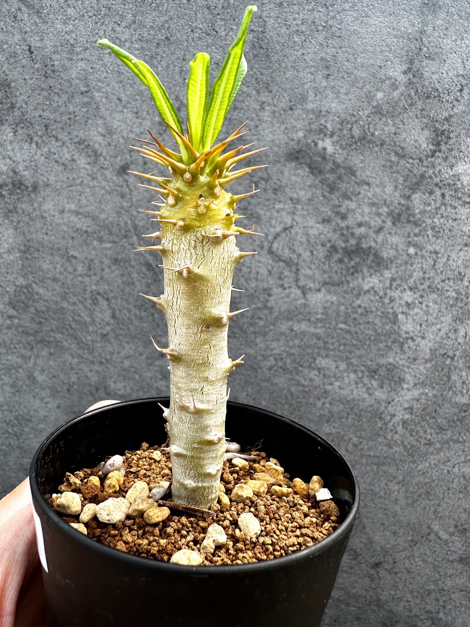 パキポディウム・アンボンゲンセ 実生【D44】 Pachypodium ambongense