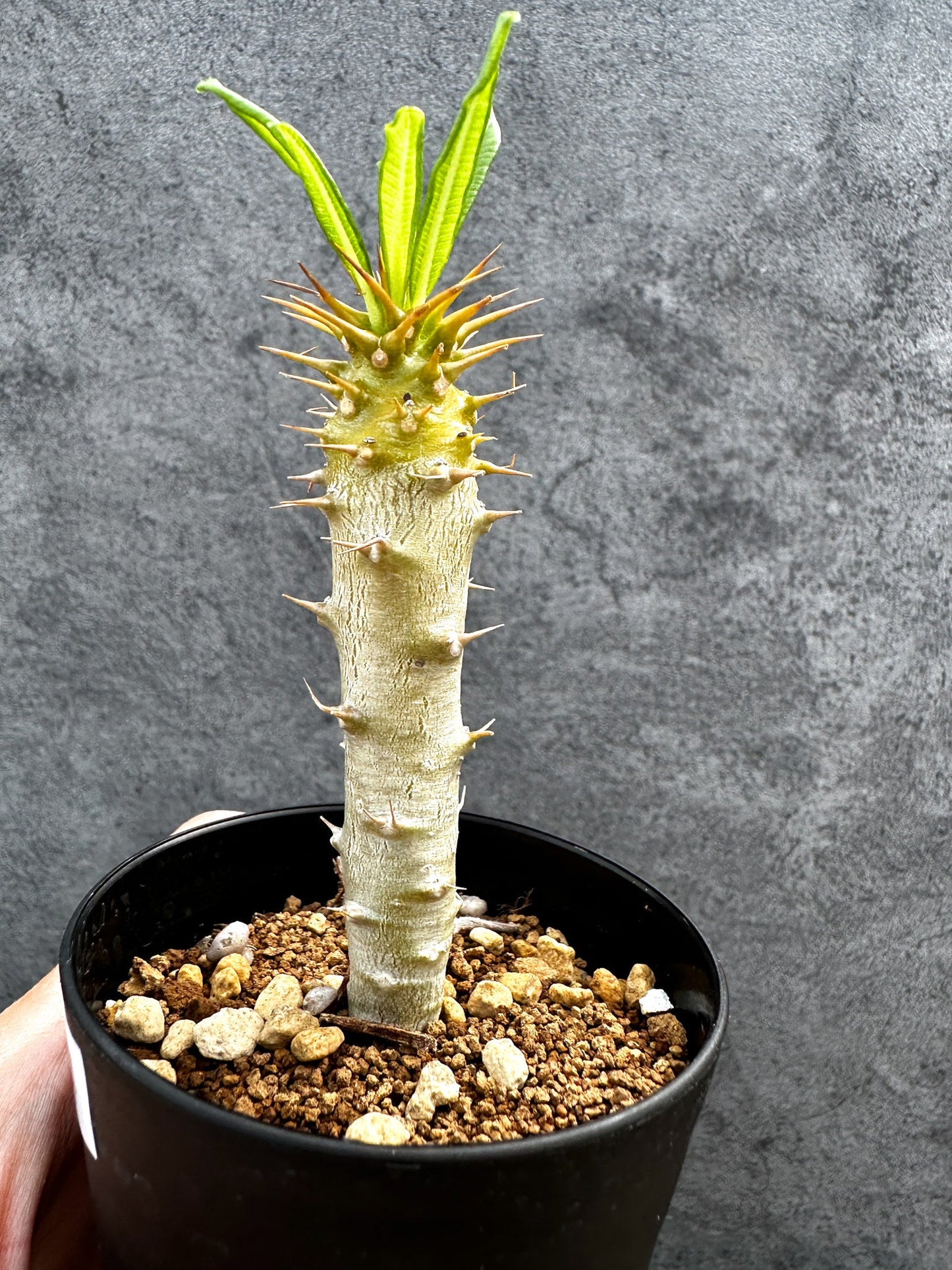 【現品限り】パキポディウム・アンボンゲンセ 実生【D44】 Pachypodium ambongense