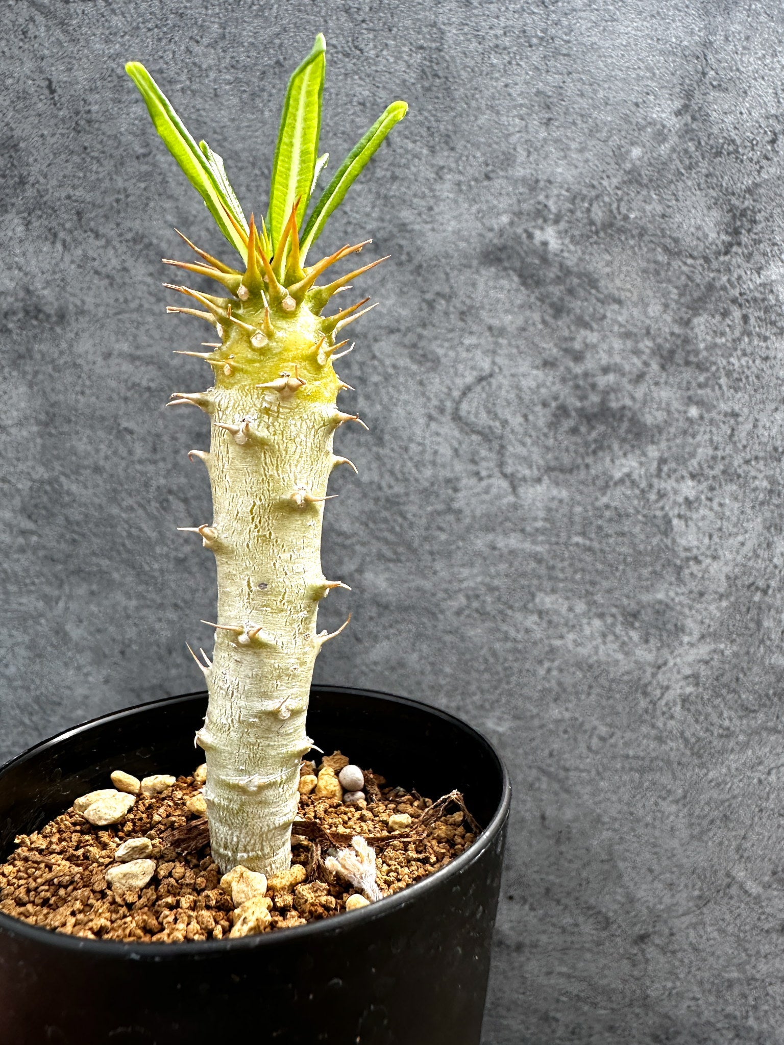 パキポディウム・アンボンゲンセ 実生【D44】 Pachypodium ambongense