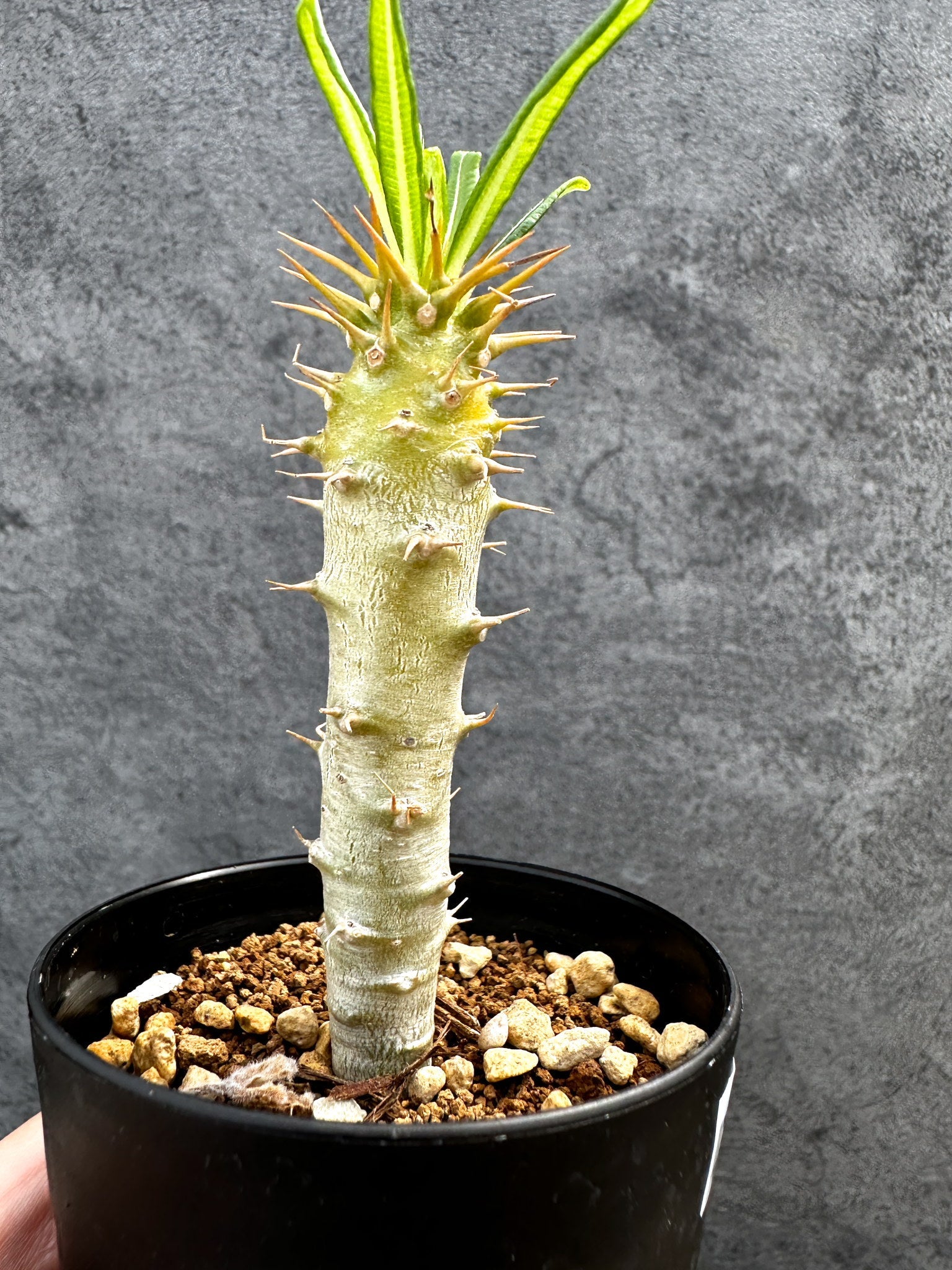 パキポディウム・アンボンゲンセ 実生【D44】 Pachypodium ambongense