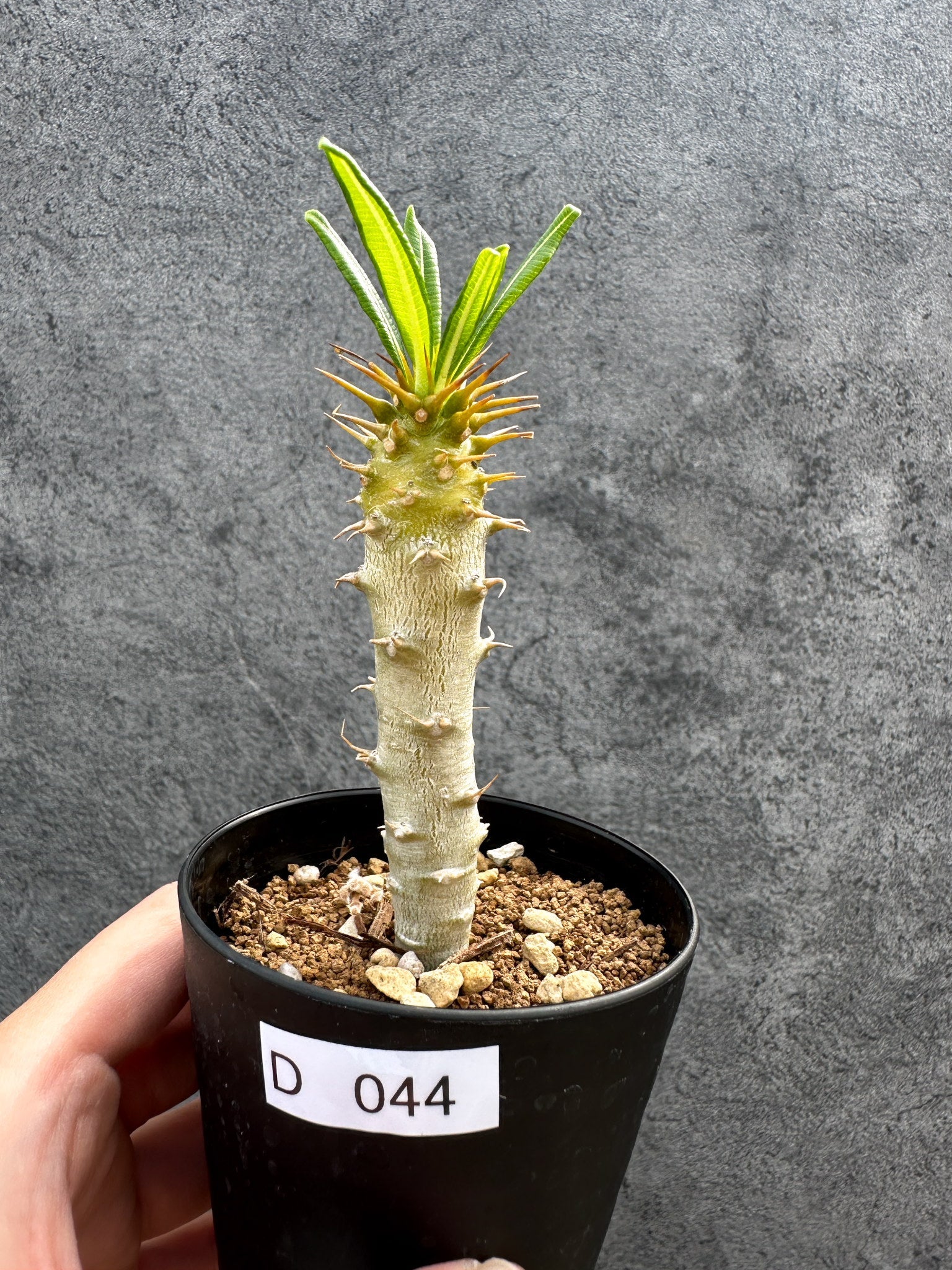パキポディウム・アンボンゲンセ 実生【D44】 Pachypodium ambongense
