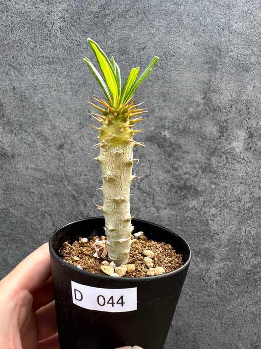 【現品限り】パキポディウム・アンボンゲンセ 実生【D44】 Pachypodium ambongense