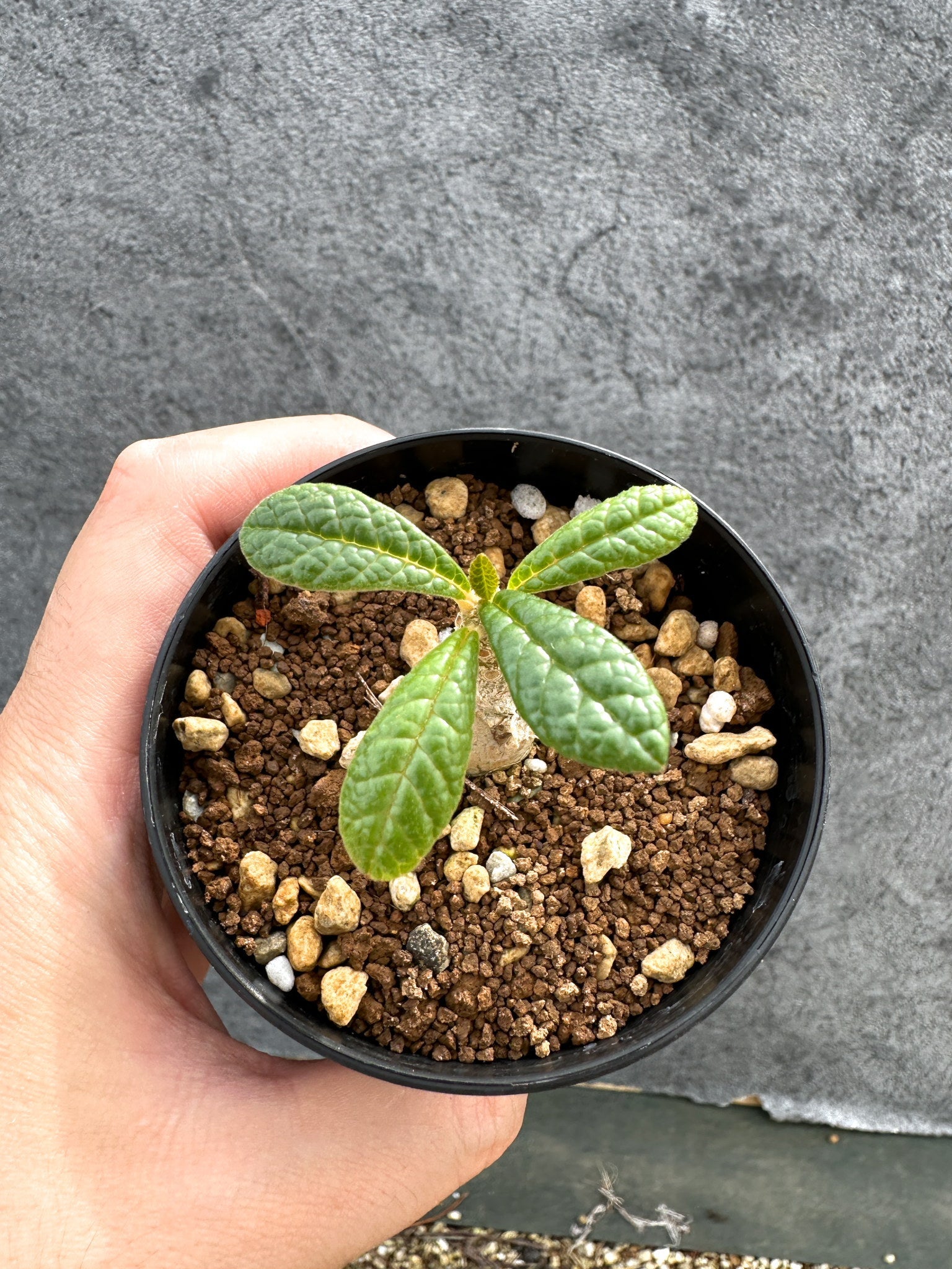 ドルステニア・ギガス 実生【D45】 Dorstenia gigas 塊根植物