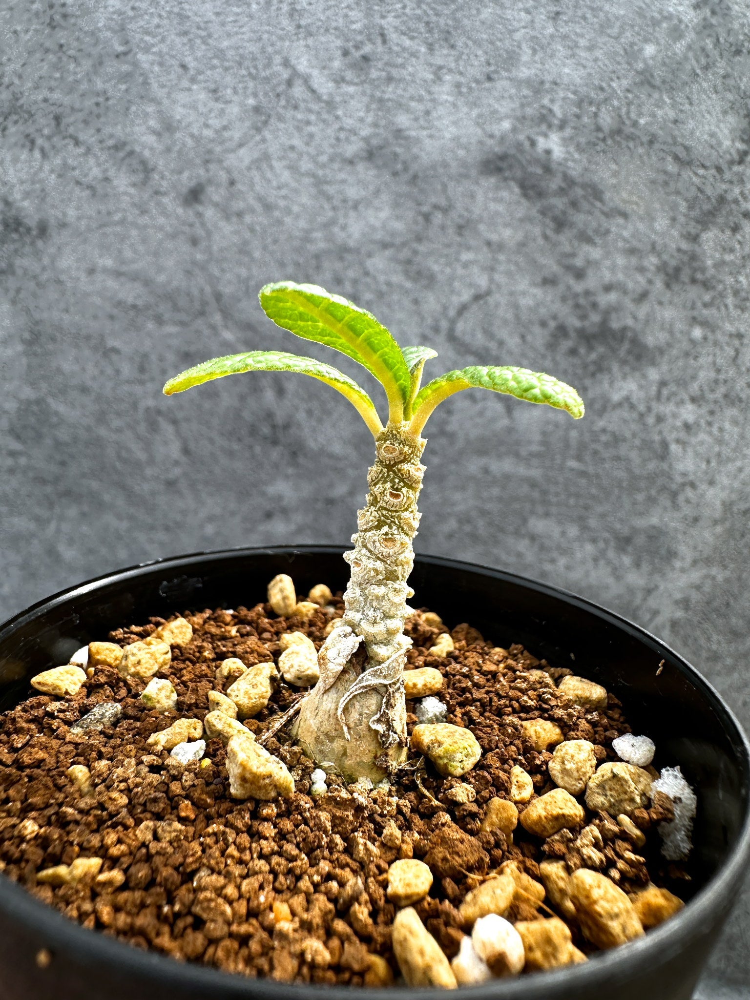 ドルステニア・ギガス 実生【D45】 Dorstenia gigas 塊根植物