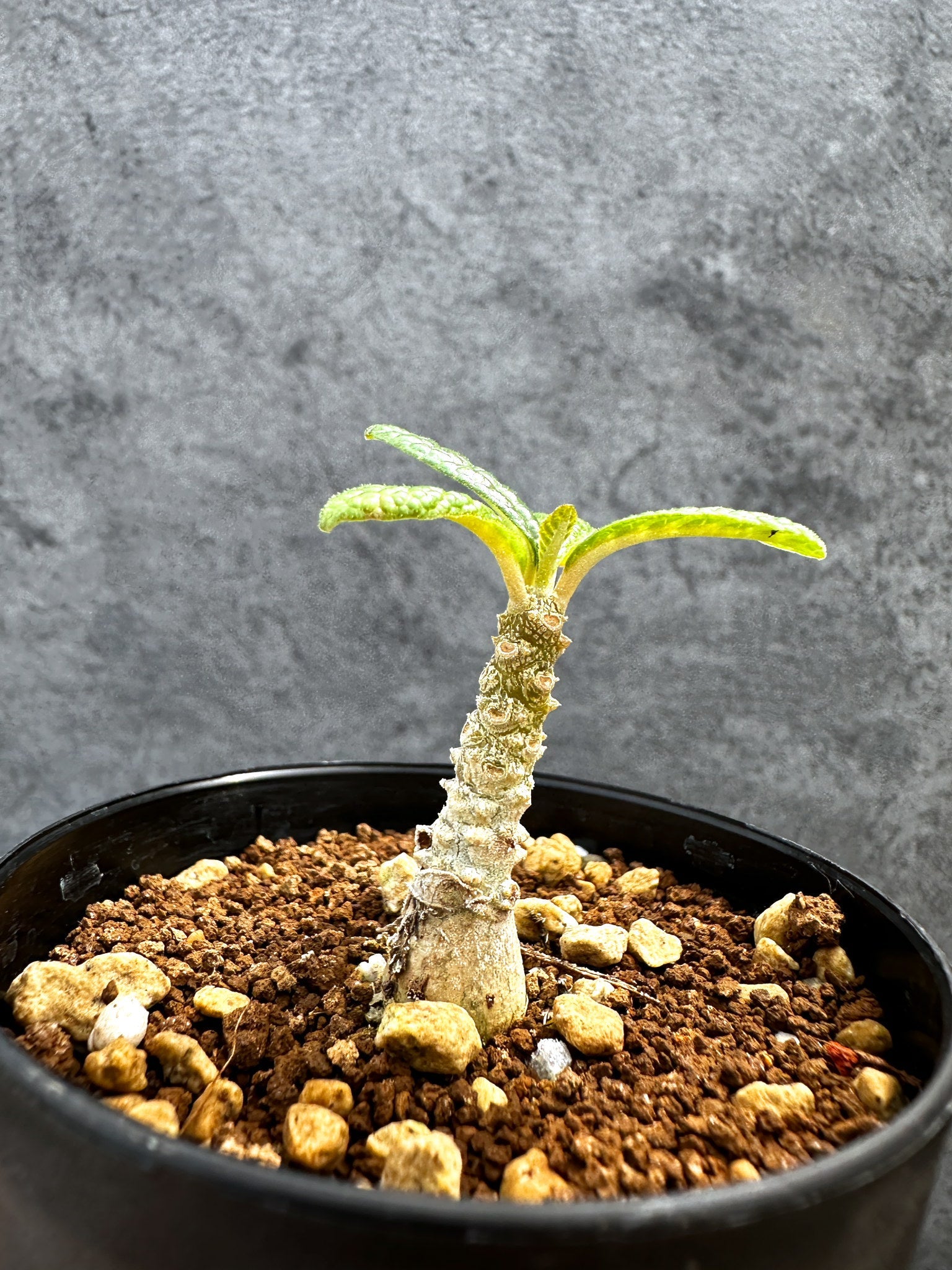ドルステニア・ギガス 実生【D45】 Dorstenia gigas 塊根植物