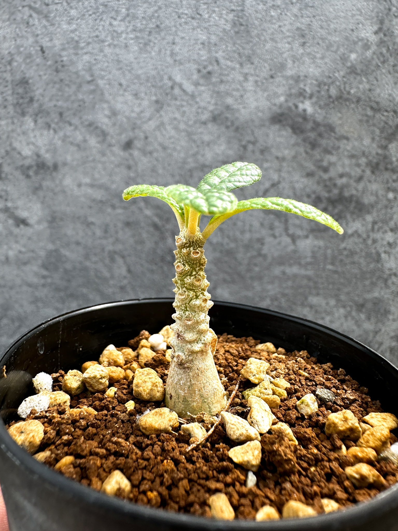 愛媛キャンプ【レア/塊根植物】ドルステニア ギガス 鉢植え B-1 ドルステニア・ギガス 実生【D45】 Dorstenia gigas 塊根植物