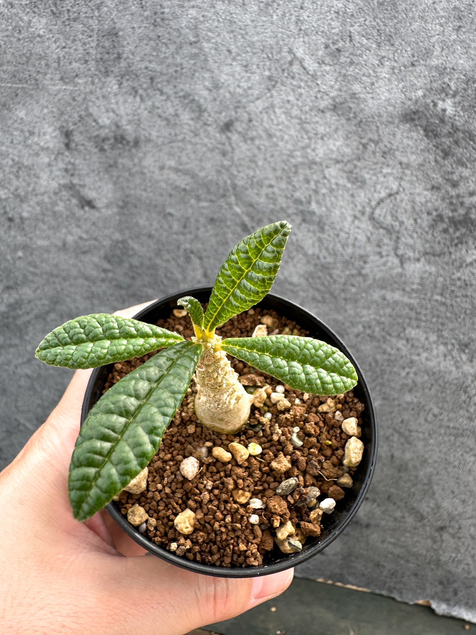 ドルステニア・ギガス 実生【D46】 Dorstenia gigas 塊根植物