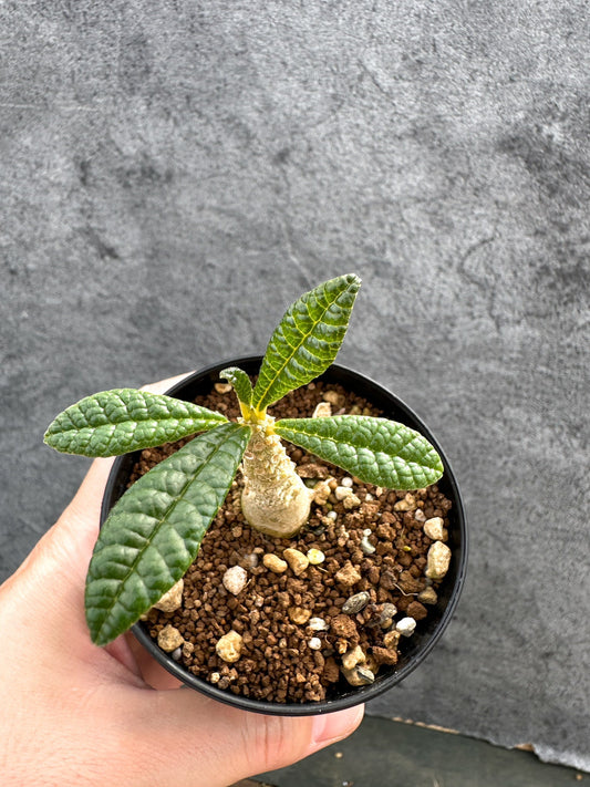 【現品限り】ドルステニア・ギガス 実生【D46】 Dorstenia gigas