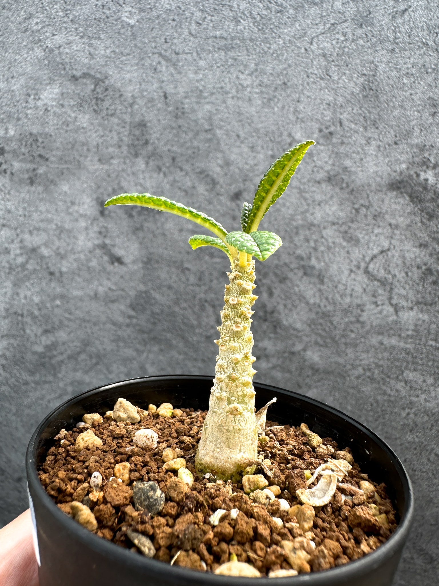 ドルステニア・ギガス 実生【D46】 Dorstenia gigas 塊根植物
