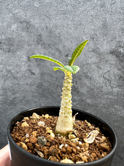 【現品限り】ドルステニア・ギガス 実生【D46】 Dorstenia gigas