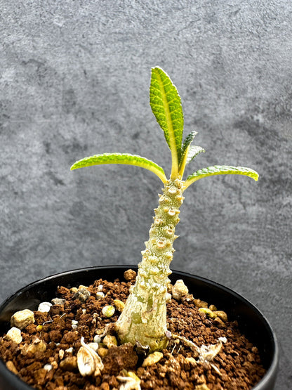 【現品限り】ドルステニア・ギガス 実生【D46】 Dorstenia gigas