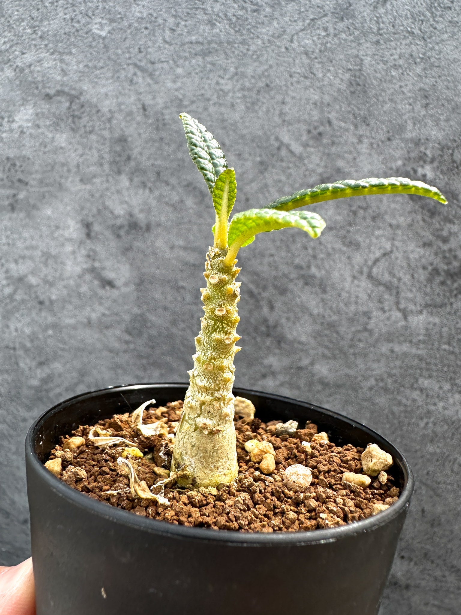ドルステニア・ギガス 実生【D46】 Dorstenia gigas 塊根植物