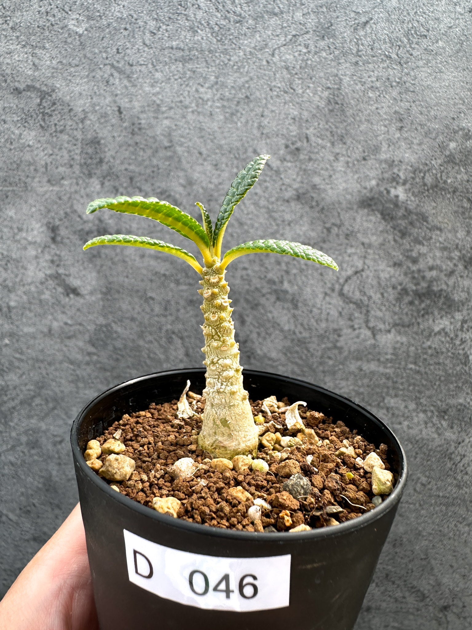 ドルステニア・ギガス 実生【D46】 Dorstenia gigas 塊根植物