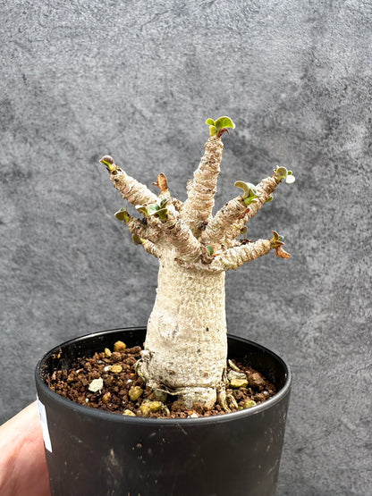 【現品限り】アデニウム・DHA 獅子葉 葉巻 美肌 実生【D47】 Adenium DHA