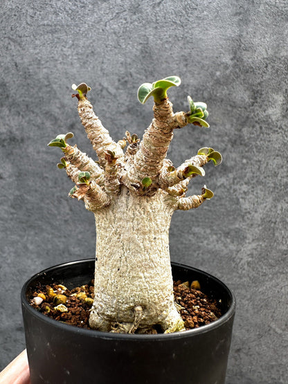 【現品限り】アデニウム・DHA 獅子葉 葉巻 美肌 実生【D47】 Adenium DHA