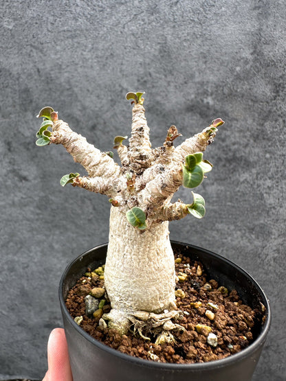 【現品限り】アデニウム・DHA 獅子葉 葉巻 美肌 実生【D47】 Adenium DHA