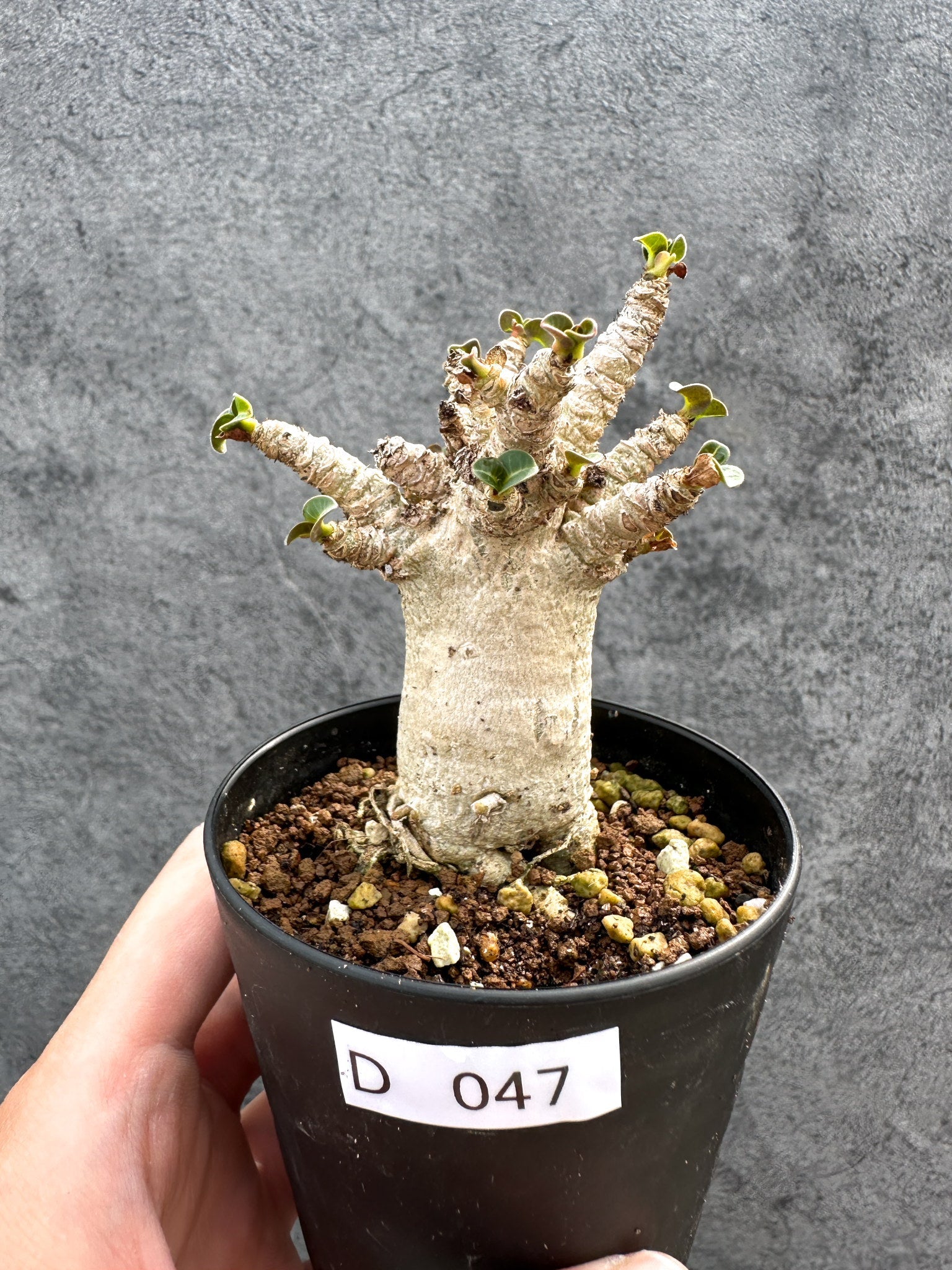 アデニウム・DHA 獅子葉 葉巻 美肌 実生【D47】 Adenium DHA 塊根植物