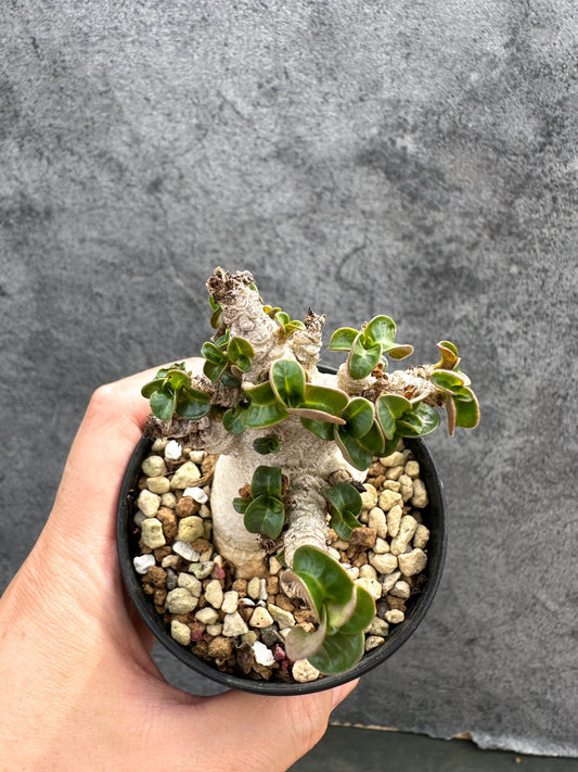 【現品限り】アデニウム・DHA 獅子葉 葉巻 美肌 実生【D48】 Adenium DHA