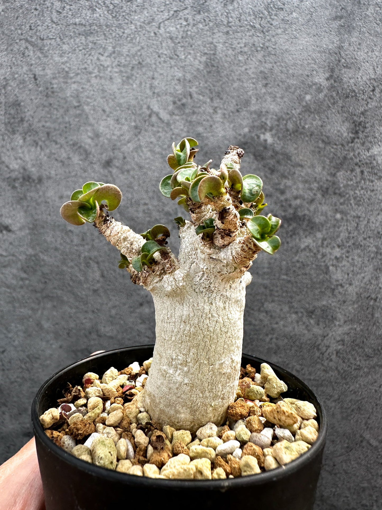 【現品限り】アデニウム・DHA 獅子葉 葉巻 美肌 実生【D48】 Adenium DHA