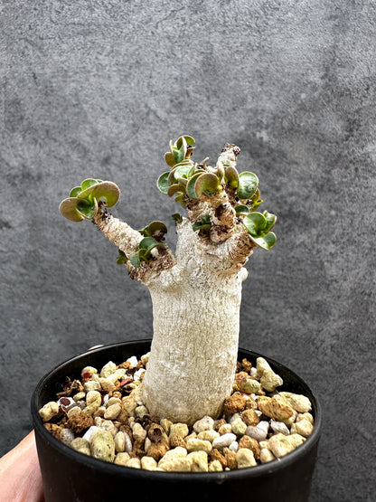 【現品限り】アデニウム・DHA 獅子葉 葉巻 美肌 実生【D48】 Adenium DHA