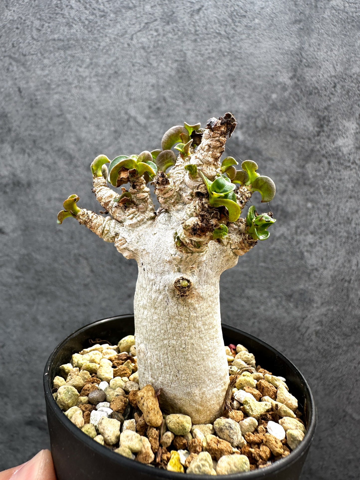 【現品限り】アデニウム・DHA 獅子葉 葉巻 美肌 実生【D48】 Adenium DHA