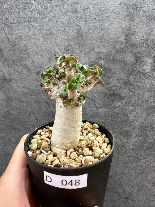 【現品限り】アデニウム・DHA 獅子葉 葉巻 美肌 実生【D48】 Adenium DHA