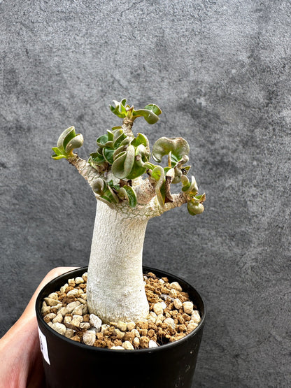 【現品限り】アデニウム・DHA 獅子葉 葉巻 美肌 実生【D49】 Adenium DHA