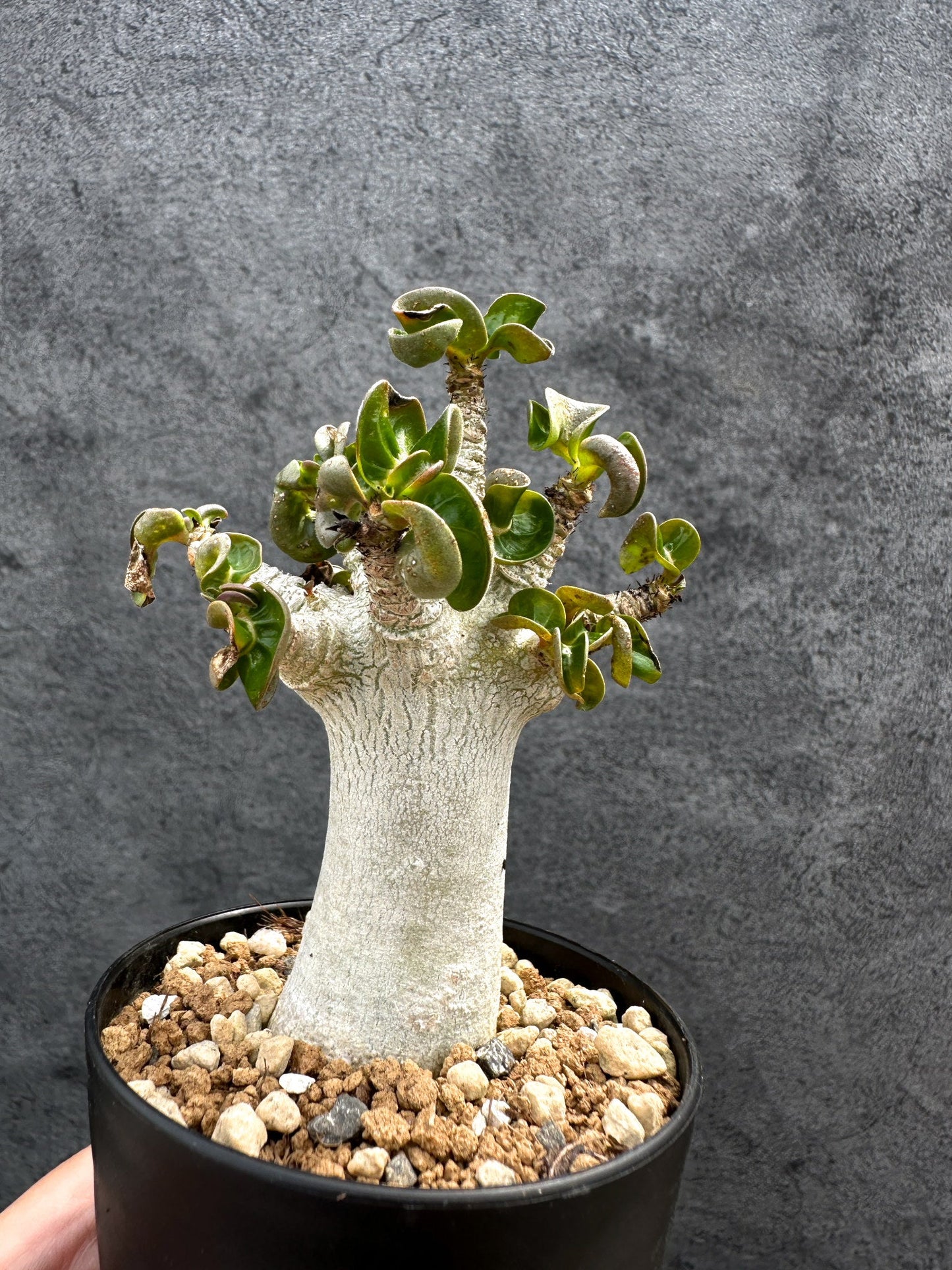 【現品限り】アデニウム・DHA 獅子葉 葉巻 美肌 実生【D49】 Adenium DHA