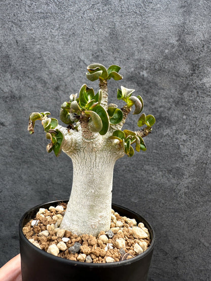 【現品限り】アデニウム・DHA 獅子葉 葉巻 美肌 実生【D49】 Adenium DHA