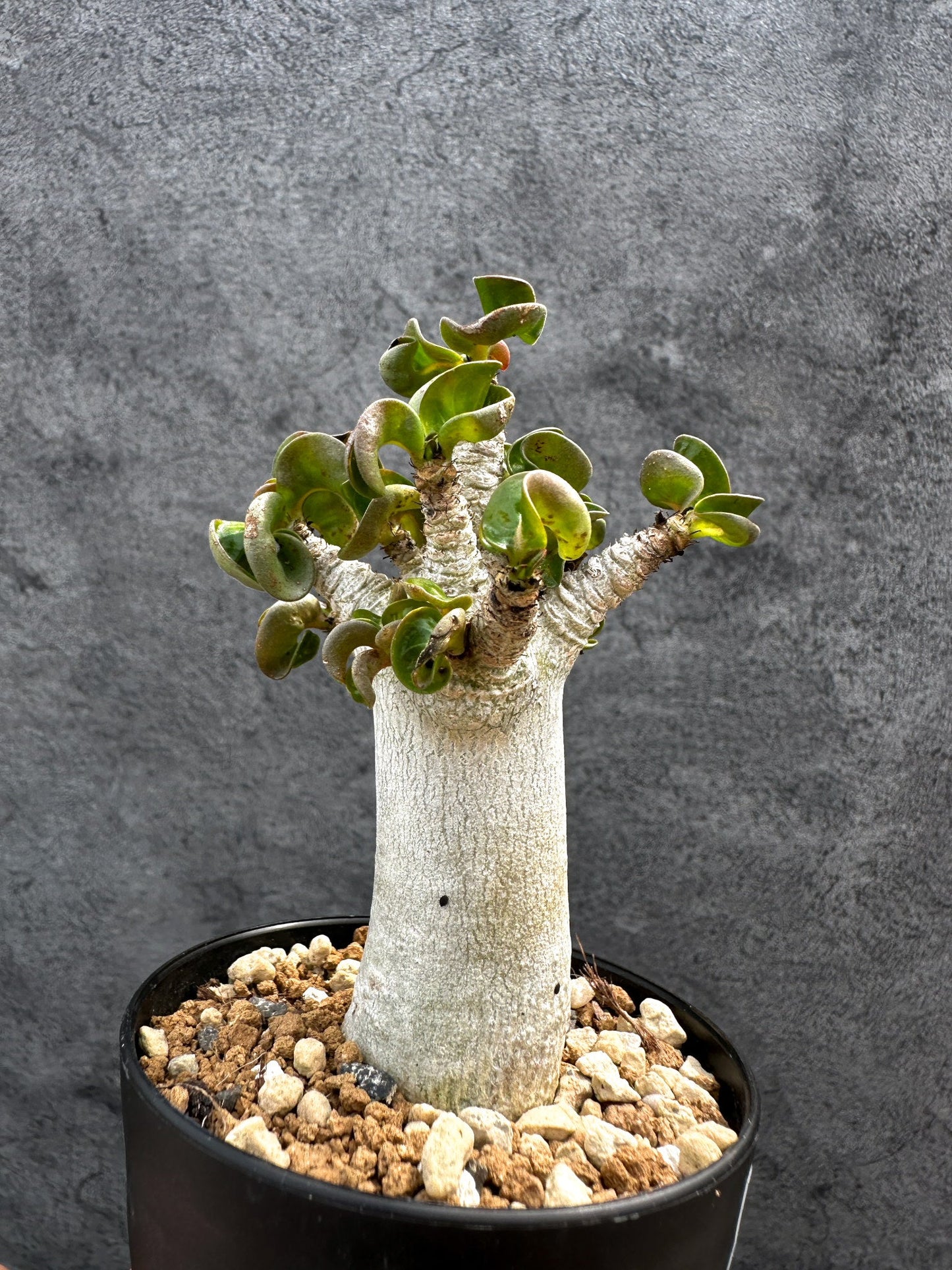【現品限り】アデニウム・DHA 獅子葉 葉巻 美肌 実生【D49】 Adenium DHA