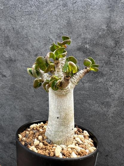 【現品限り】アデニウム・DHA 獅子葉 葉巻 美肌 実生【D49】 Adenium DHA