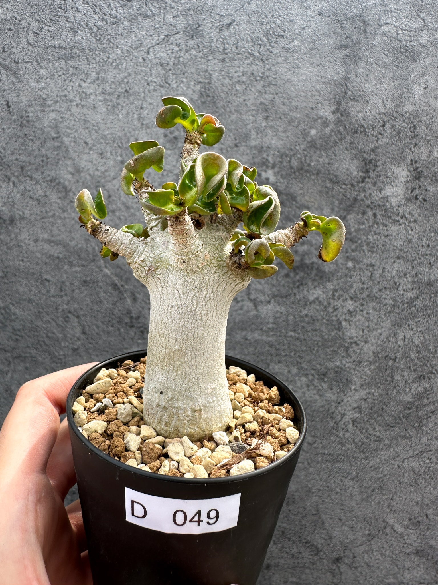 アデニウム・DHA 獅子葉 葉巻 美肌 実生【D49】 Adenium DHA 塊根植物