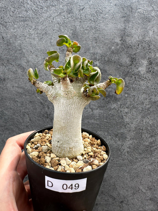 【現品限り】アデニウム・DHA 獅子葉 葉巻 美肌 実生【D49】 Adenium DHA