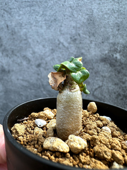 【現品限り】アデニウム・DHA 獅子葉 葉巻 美肌【D4】 Adenium DHA