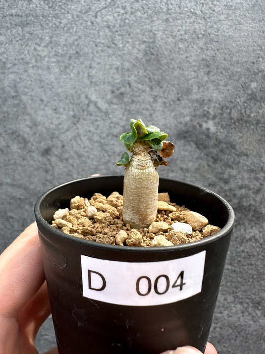 【現品限り】アデニウム・DHA 獅子葉 葉巻 美肌【D4】 Adenium DHA
