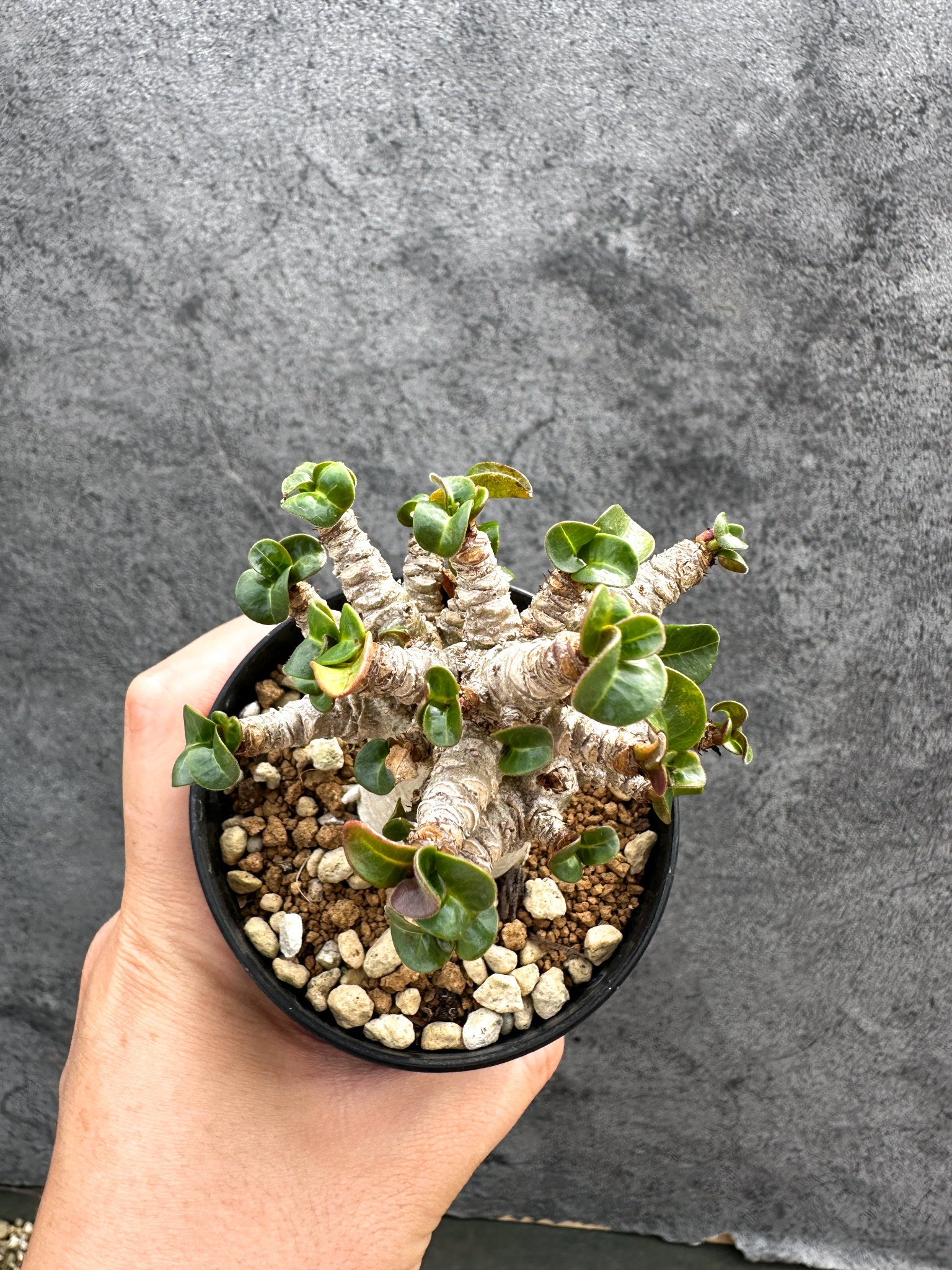 アデニウム・DHA 獅子葉 葉巻 美肌 実生【D50】 Adenium DHA 塊根植物