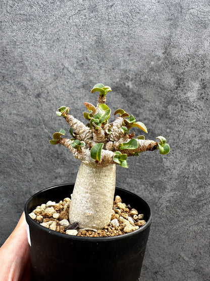 【現品限り】アデニウム・DHA 獅子葉 葉巻 美肌 実生【D50】 Adenium DHA