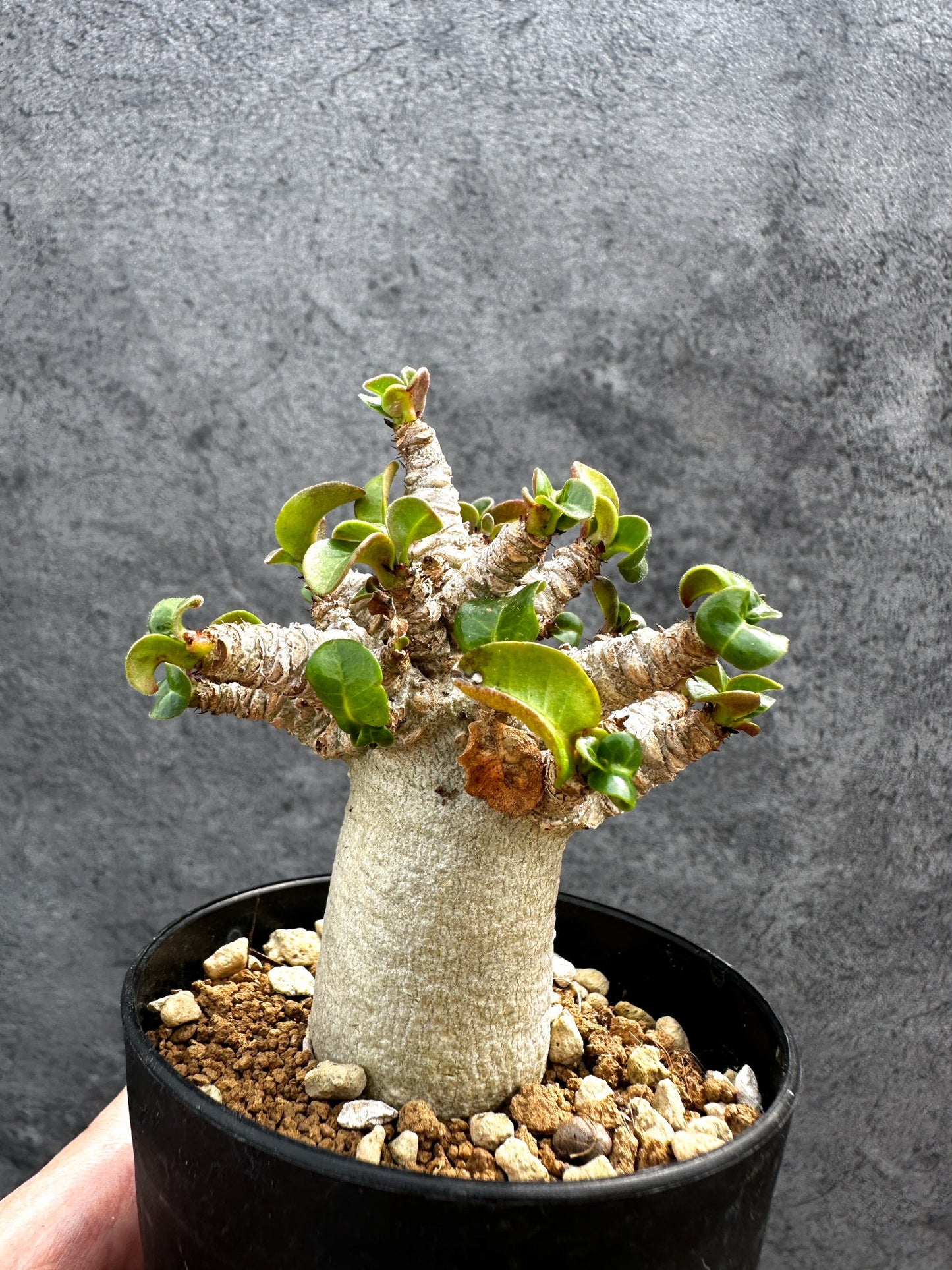 【現品限り】アデニウム・DHA 獅子葉 葉巻 美肌 実生【D50】 Adenium DHA