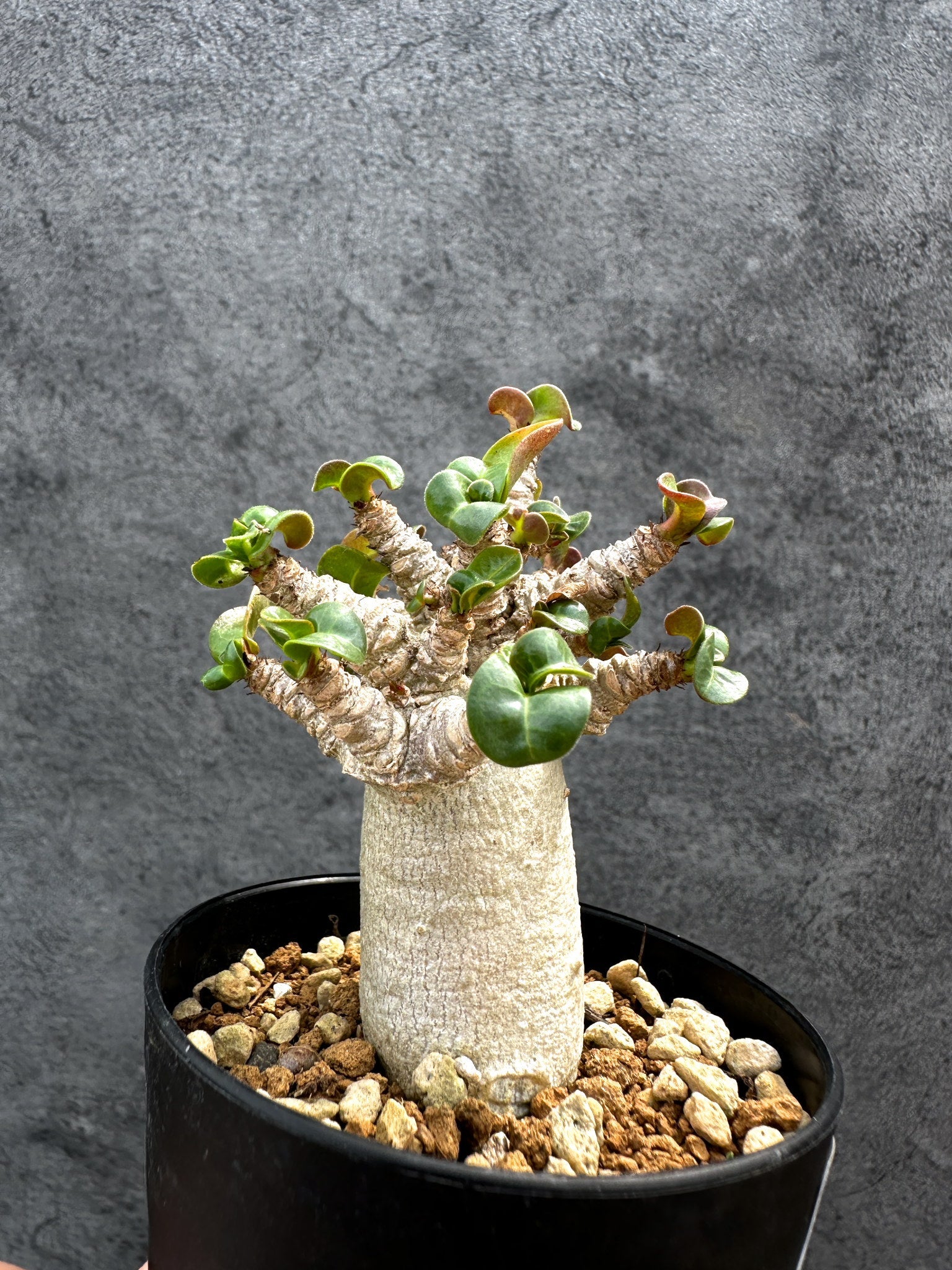 アデニウム・DHA 獅子葉 葉巻 美肌 実生【D50】 Adenium DHA 塊根植物