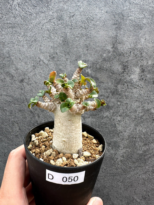【現品限り】アデニウム・DHA 獅子葉 葉巻 美肌 実生【D50】 Adenium DHA