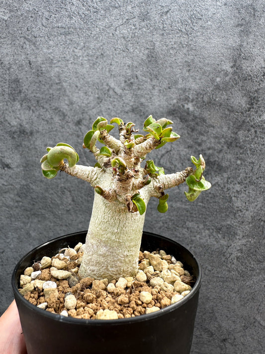 【現品限り】アデニウム・DHA 獅子葉 葉巻 美肌 実生【D51】 Adenium DHA