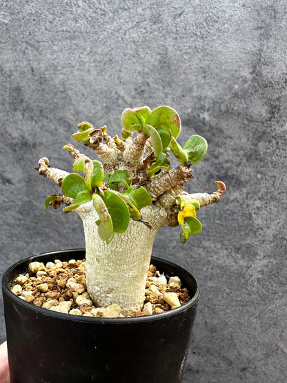【現品限り】アデニウム・DHA 獅子葉 葉巻 美肌 実生【D51】 Adenium DHA