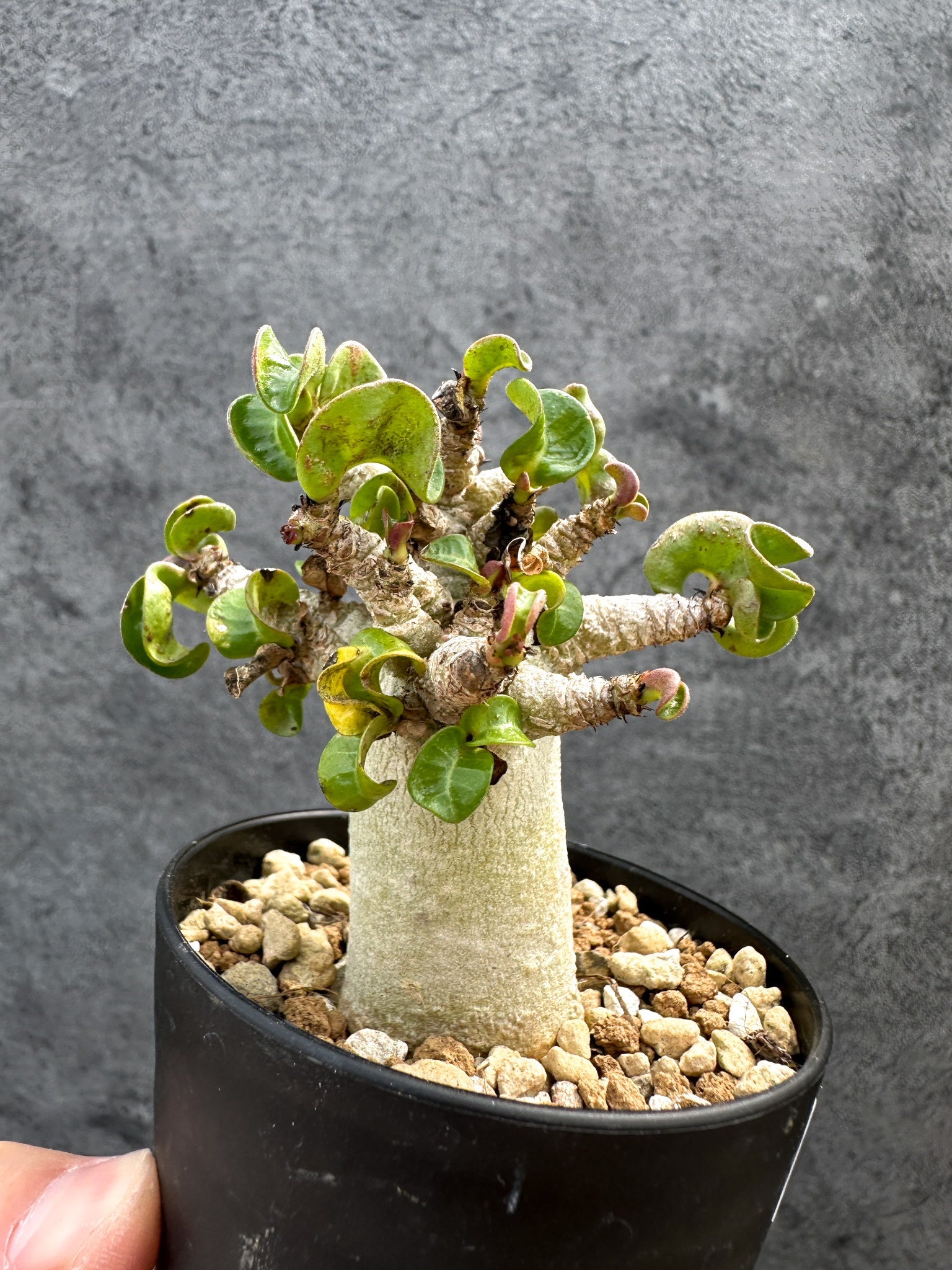 アデニウム・DHA 獅子葉 葉巻 美肌 実生【D51】 Adenium DHA 塊根植物
