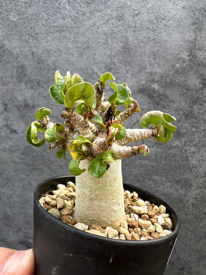 【現品限り】アデニウム・DHA 獅子葉 葉巻 美肌 実生【D51】 Adenium DHA