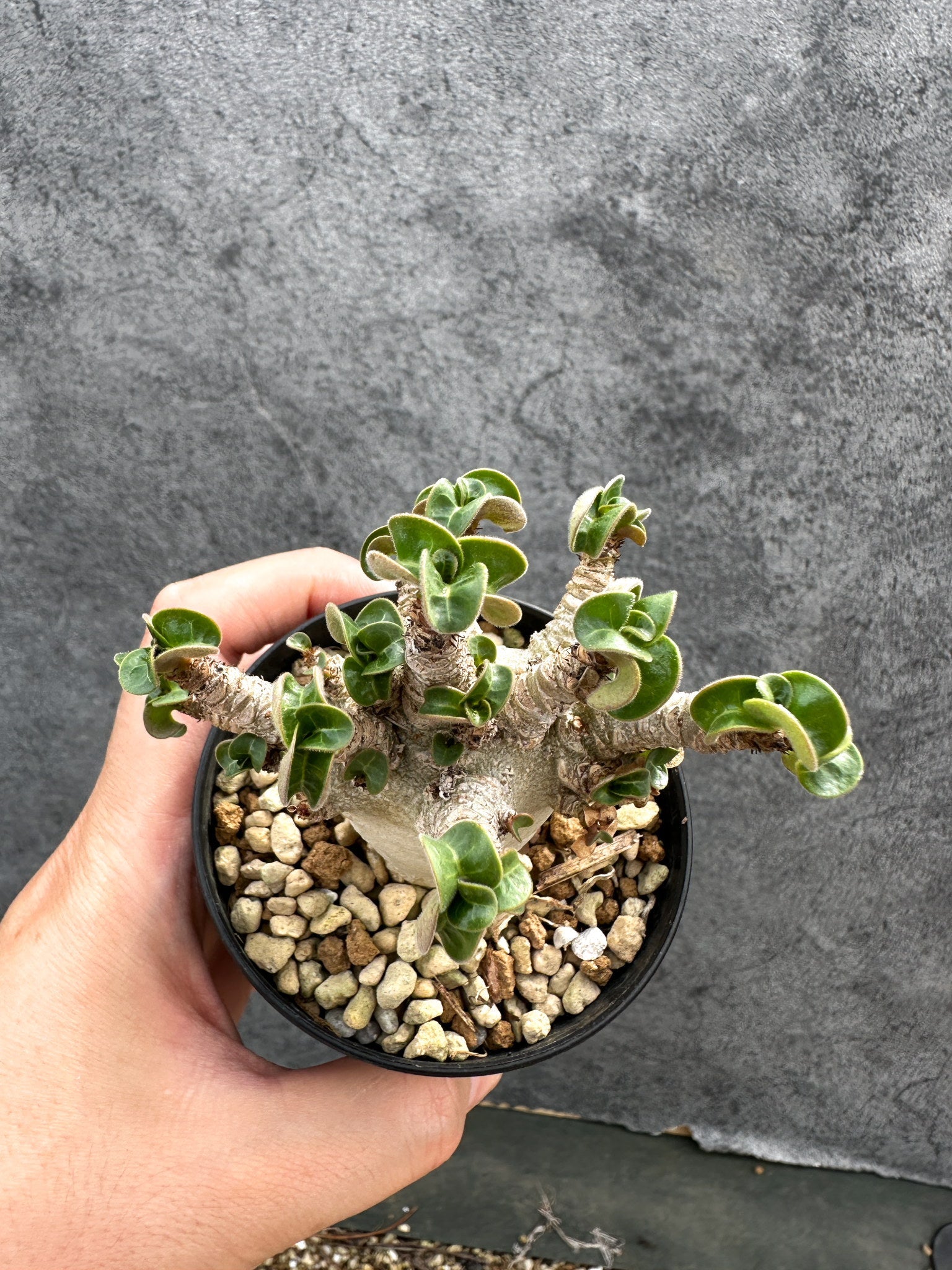 アデニウム・DHA 獅子葉 葉巻 美肌 実生【D52】 Adenium DHA 塊根植物